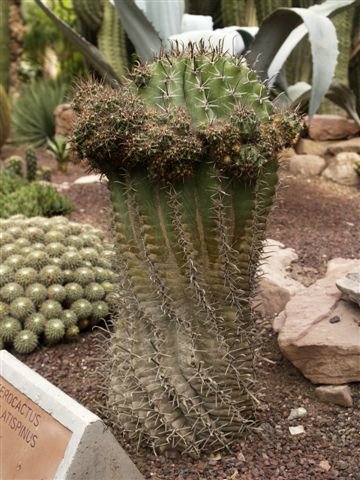 ferocactus recurvus.jpg