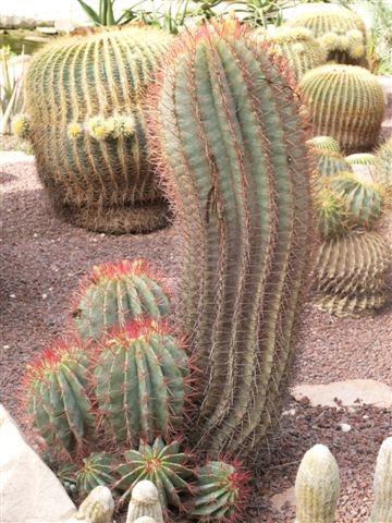 ferocactus staineseii.jpg