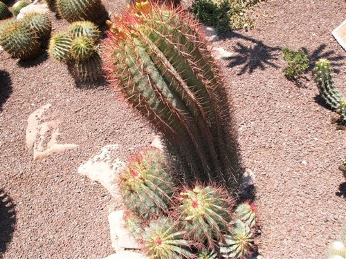 ferocactus stainesii var. pilosus.jpg