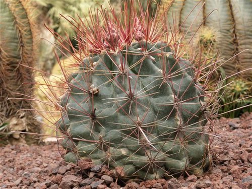 ferocactus.jpg