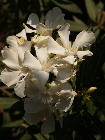 nerium oleander blanca.jpg