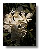 nerium oleander blanca.jpg