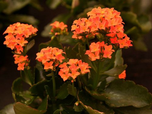 kalanchoe 2.jpg