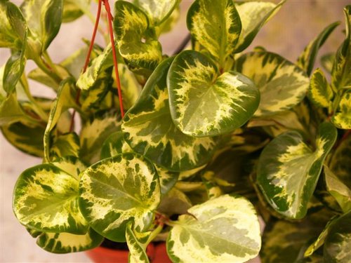 peperomia 5.jpg