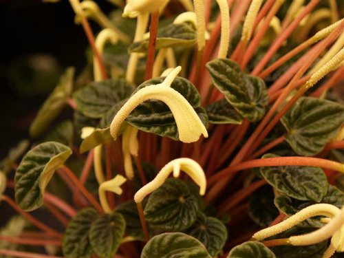 peperomia.jpg