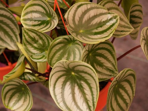 peperomia4.jpg