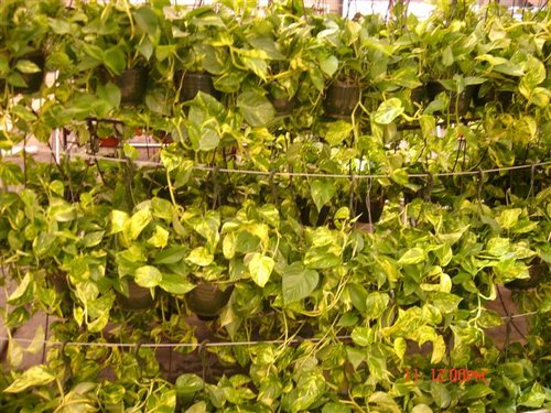 pothos colgantes.jpg