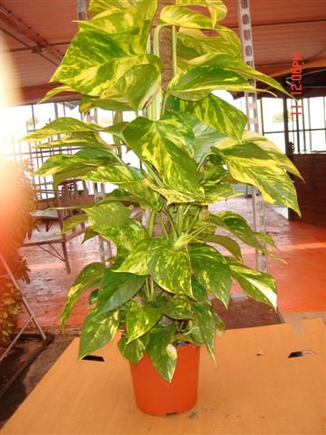 pothos piramide.jpg