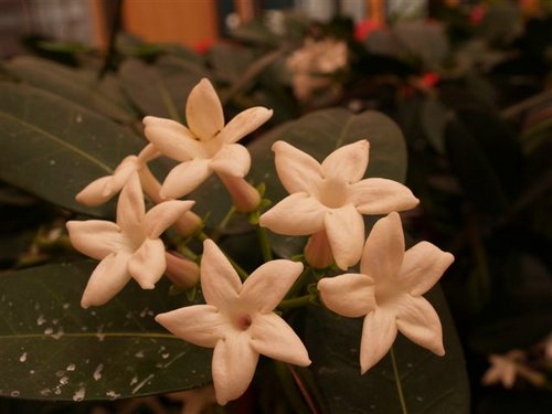 stephanotis.jpg