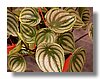 peperomia4.jpg