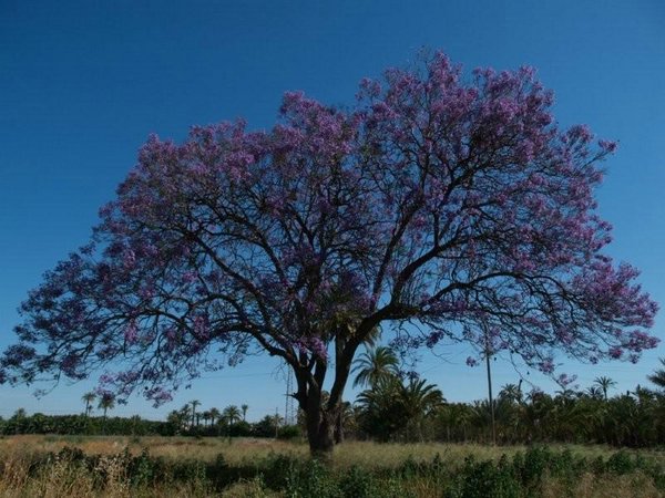 Árbol