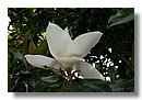 Magnolias (00).jpg