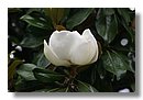 Magnolias (02).jpg
