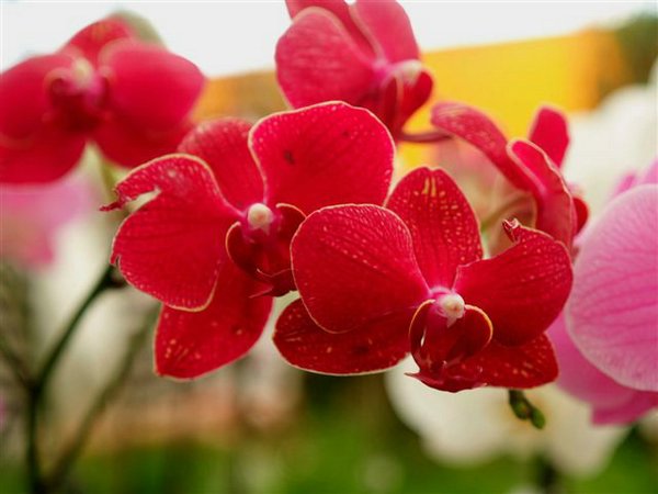 orquidea (02).JPG