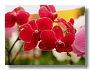 Orquidea