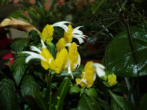 pachistachis-lutea (00).JPG