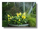 Pachistachis Lutea