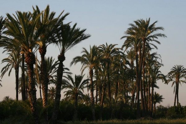 Huertos-palmeras-Elche (06).jpg