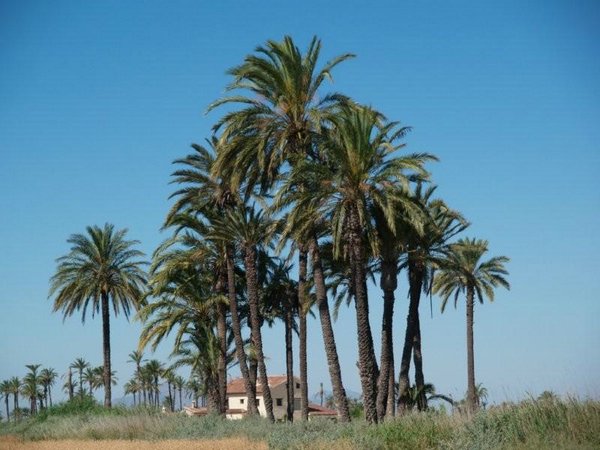 Paisajes-palmeras (17).jpg
