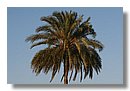 Paisajes-palmeras (10).jpg
