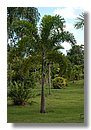 Wodyeyia Bifurcata palmera