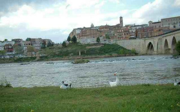 Tordesillas _Rio_Duero_patos.jpg