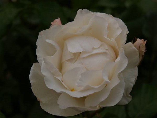 rosas20281029