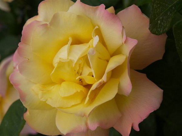 rosas (08).jpg