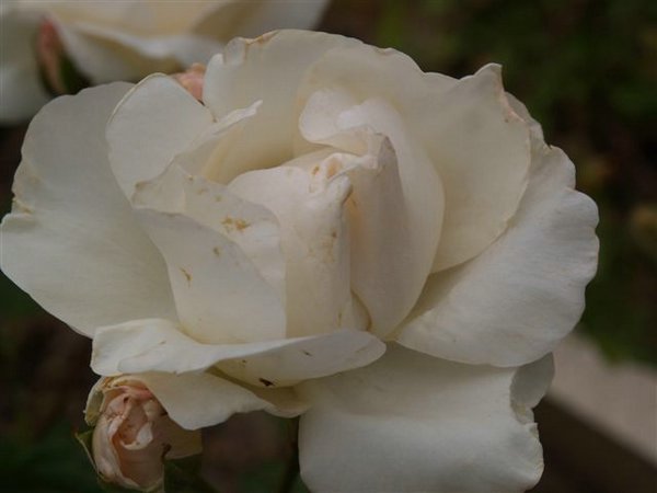 rosas (09).jpg