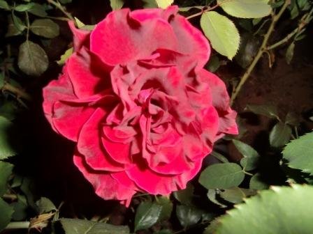 Rosas-bonitas (02).JPG