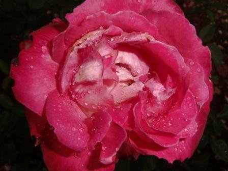 Rosas-bonitas (04).JPG
