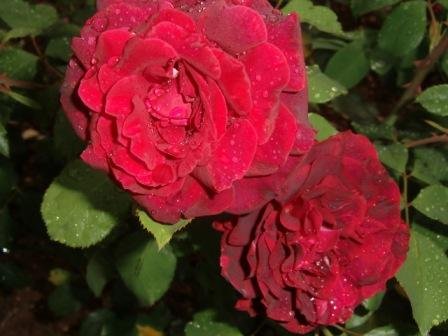 Rosas-bonitas (05).JPG