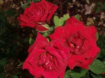 Rosas-bonitas (06).JPG