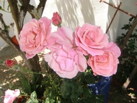Rosas-bonitas (08).JPG