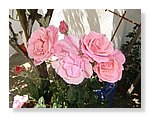 Rosas-bonitas (08).JPG
