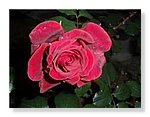 Rosas-bonitas (10).jpg