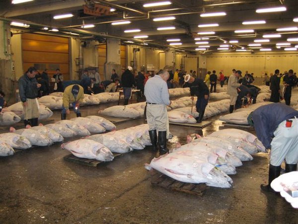 Tsukiji-Fish-Market (03).jpg