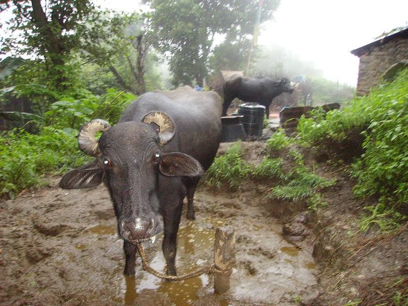 Nepal-(18)Vacas.jpg