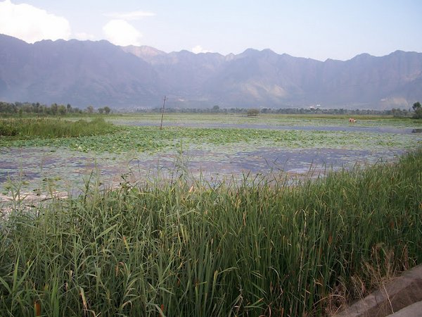 Srinagar-Dal-Lake (14).JPG