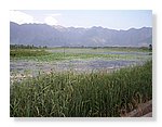 Srinagar-Dal-Lake (14).JPG