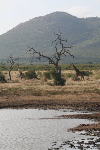 Madikwe-Game-Reserve (116).JPG