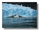 Glaciares-de-la-patagonia (138).JPG