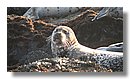 leones-marinos (18).jpg