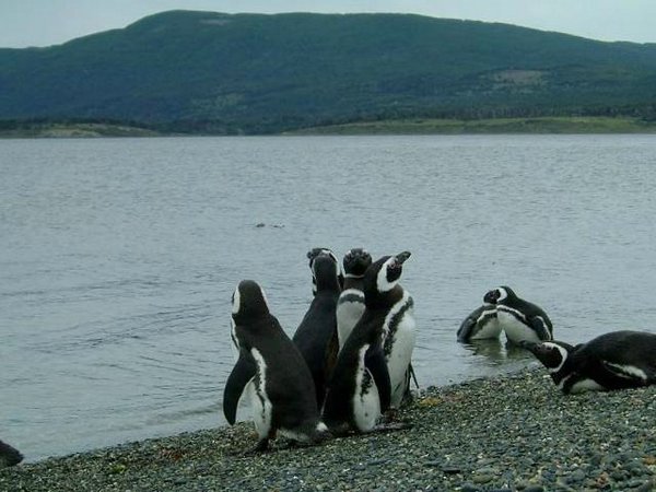 Pinguinos-magallanicos-Usuhaia (15).jpg
