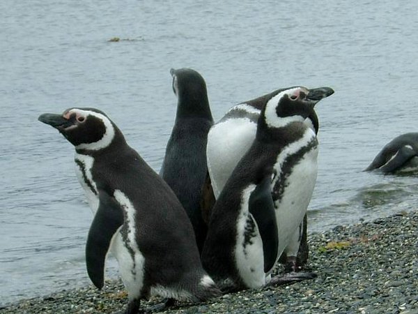 Pinguinos-magallanicos-Usuhaia (16).jpg
