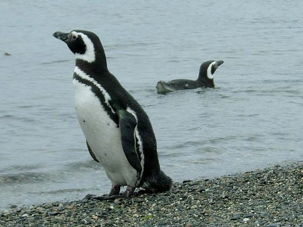 Pinguinos-magallanicos-Usuhaia (17).jpg