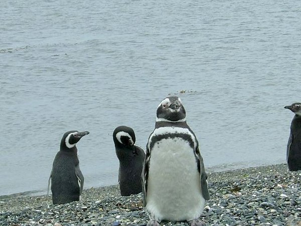 Pinguinos-magallanicos-Usuhaia (21).jpg