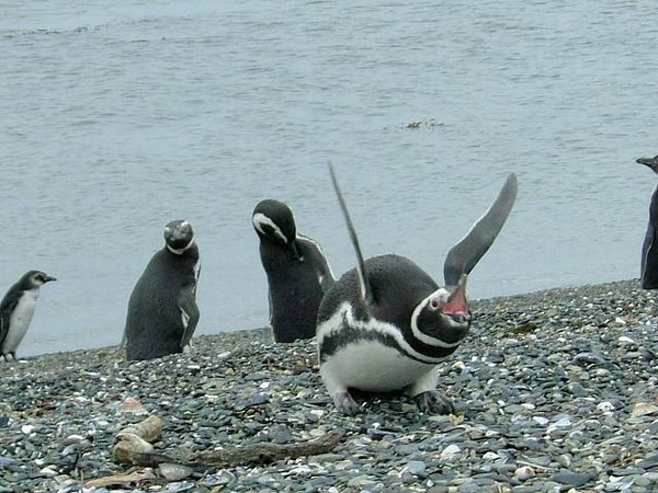 Pinguinos-magallanicos-Usuhaia (23).jpg