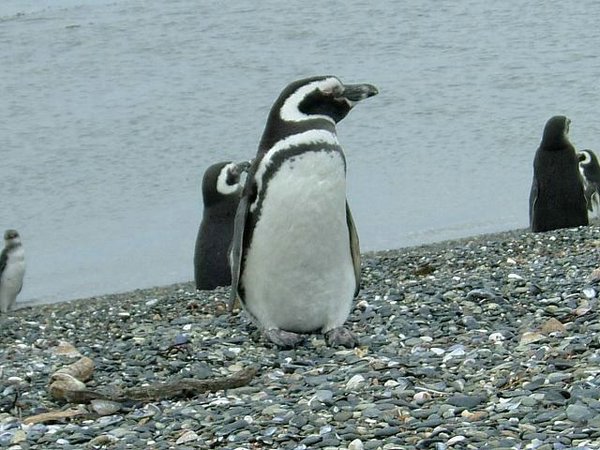 Pinguinos-magallanicos-Usuhaia (25).jpg