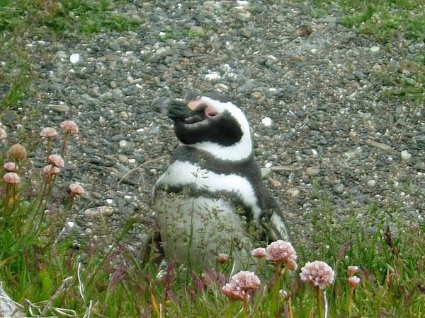 Pinguinos-magallanicos-Usuhaia (39).jpg